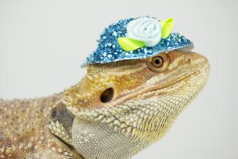 bearded dragon with blue hat