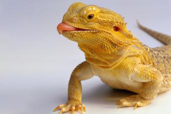 bearded dragon with tongue sticking out