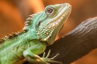 Chinese water dragon