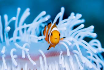 Clown Fish Swimming
