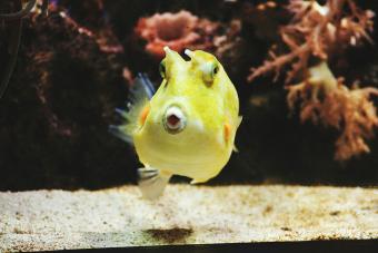 Fish Swimming In Tank