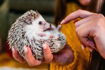 woman holding a hedgehog in her hand