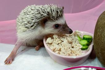 hedgehog with chopped chicken and cucumber food