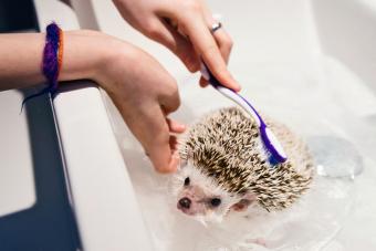 hedgehog getting a bath with a toothbrush