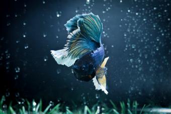 Beautiful Tail Betta Fish