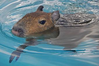 capybara swimming in pool