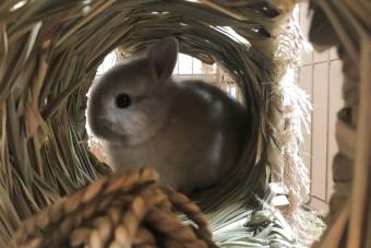 Netherland Dwarf Rabbit in cage