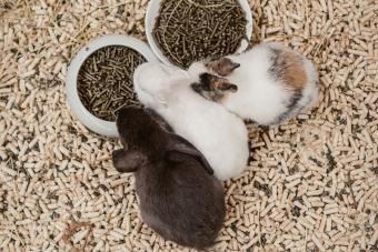 Netherland Dwarf Rabbits eating food