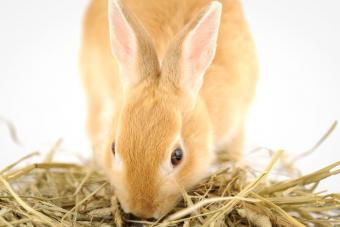 Netherland Dwarf Rabbit eating Timothy Hay