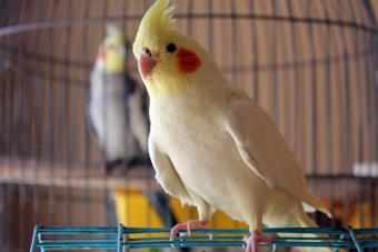 Cockatiel Perching On Cage