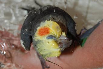 Bathing cockatiel