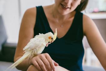 Young woman sits with cockatiel