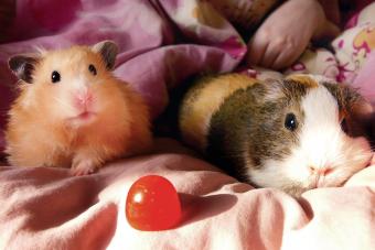 Hamster and guinea pig