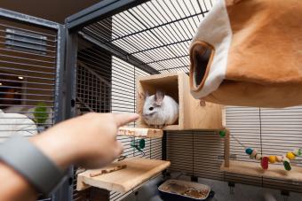 Mosaic Chinchilla Playing in the Cage