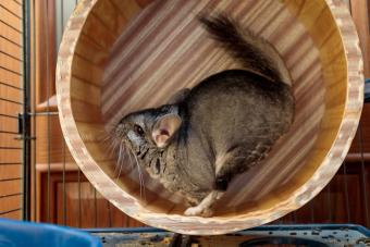 Gray chinchilla runs in a wheel in its cage