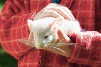 Chinchilla sits in the hands of a child