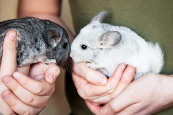 White and grey chinchilla sits on the human hands