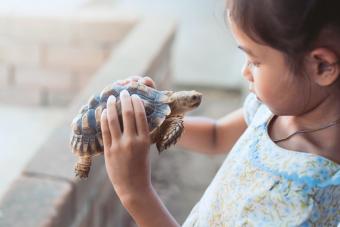 Child girl holding and playing with turtle with curious and fun