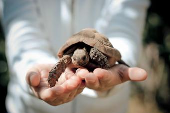 Tortoise turtle in child's hand