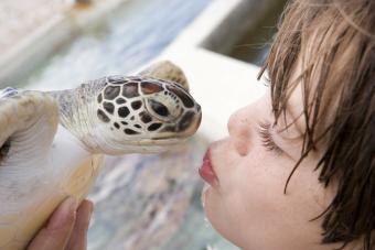 Boy kissing a turtle