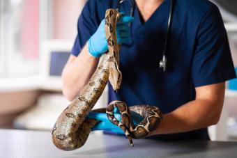 Snake in hands of caring vet
