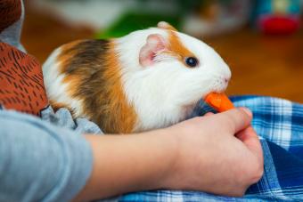 Guinea pig eating a carrot