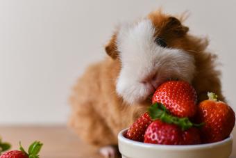 Guinea pig eating strawberries