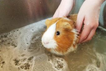 Guinea pig bath
