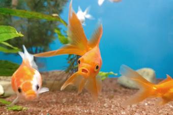 Two fish in a fish tank