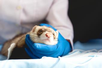 Sick ferret in a vet clinic