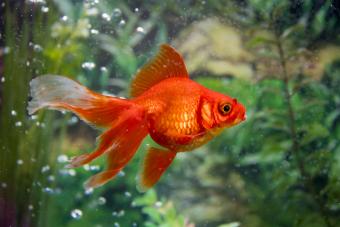 goldfish in an aquarium