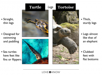 Diferences between turtle's and tortoise's legs