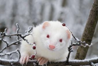 Albino ferret