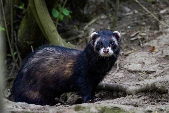 Pretty black ferret
