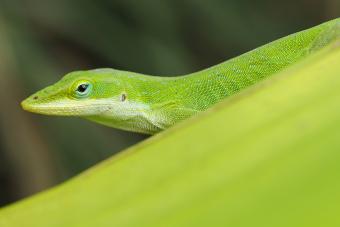 A Closeup of a Green Anole Lizard