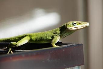 Close-up of anole lizard on corner of aquarium