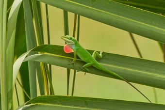 Wild Green Anole in Orlando Wetlands Park in Central Florida