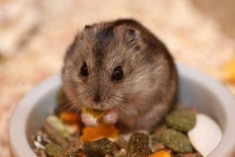 hamster eating pellet food