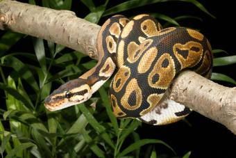 Ball Python (python regius) on branch