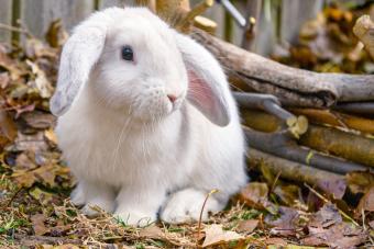 White Holland Lop