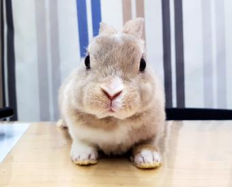 Vienna lynx Mini rex baby rabbit