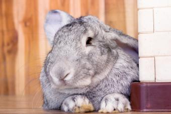 Giant rabbit