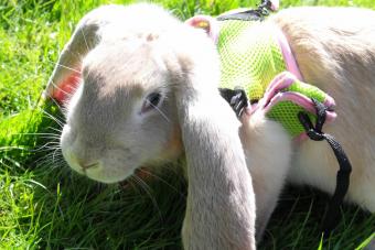 An English Lop sunbathing
