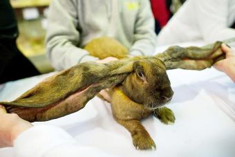 English Lop Eared Rabbit