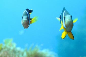 Anemone Fish pair