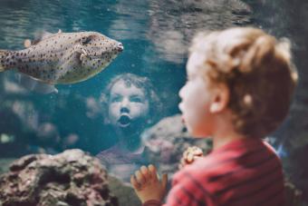 Young boy looking at fish in aquarium