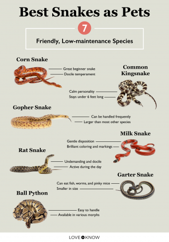 7 best snakes as pets infographic