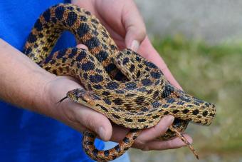 hold gopher snake