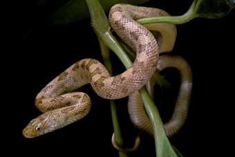 yellow rat snake