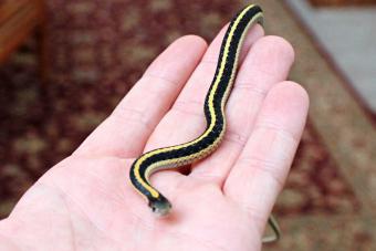 holding garter snake in hand